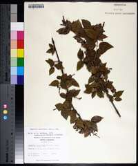 Sageretia minutiflora image