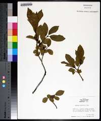 Rhamnus alnifolia image