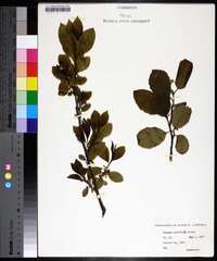 Rhamnus alnifolia image