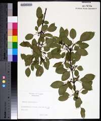 Rhamnus cathartica image