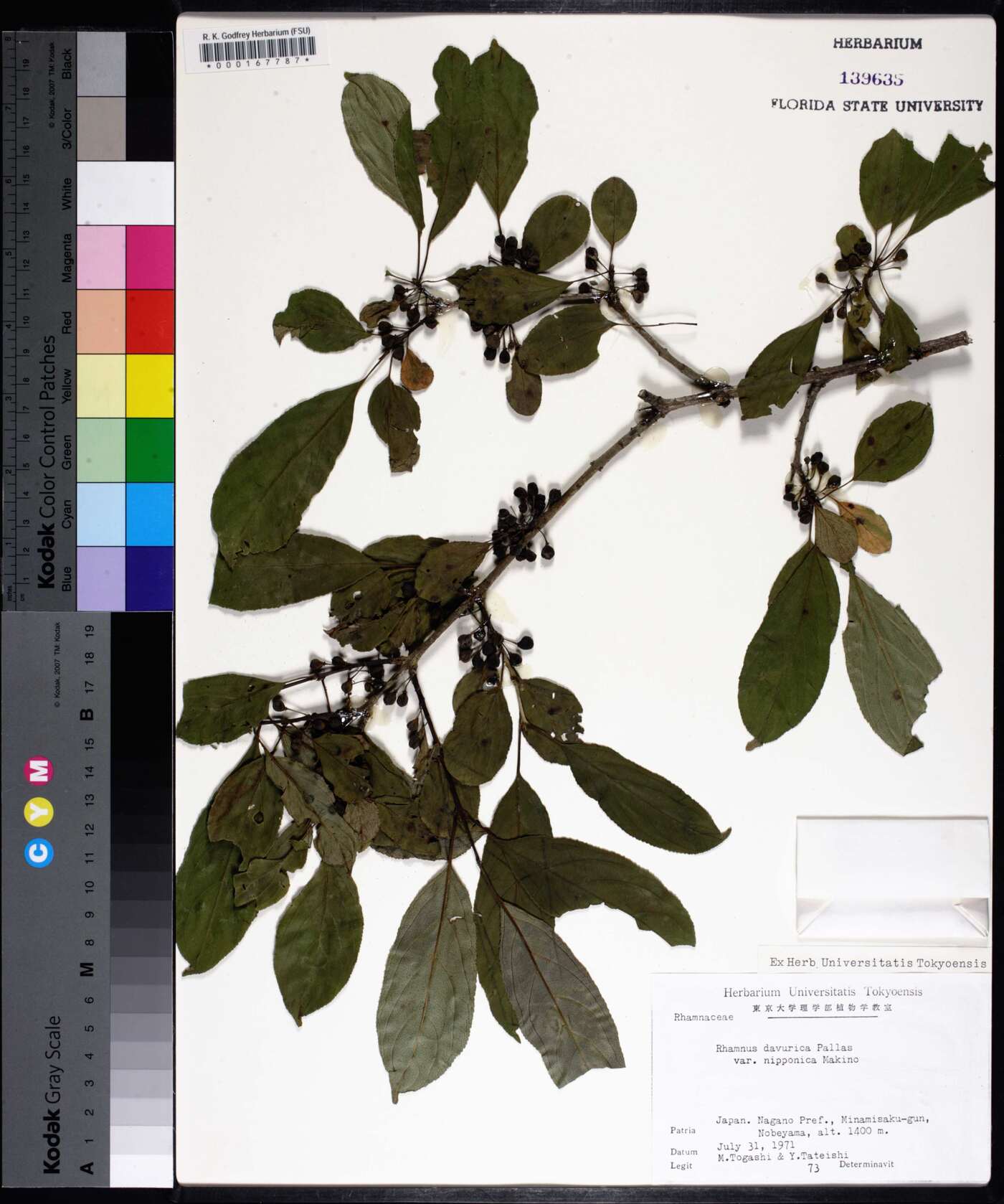 Rhamnus davurica var. nipponica image