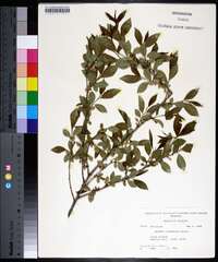 Rhamnus lanceolata image