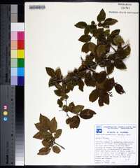 Sageretia minutiflora image