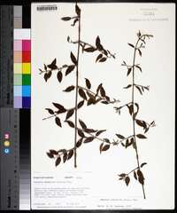 Sageretia minutiflora image