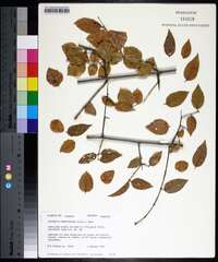 Sageretia minutiflora image