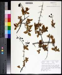 Sageretia minutiflora image