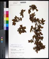 Sageretia minutiflora image