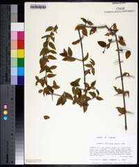 Sageretia minutiflora image