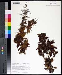 Sageretia minutiflora image