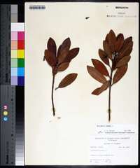 Rhizophora mangle image