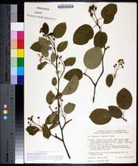 Amelanchier sanguinea image