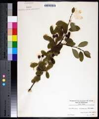 Amelanchier canadensis image