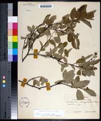 Amelanchier canadensis image