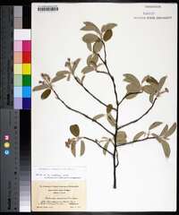 Amelanchier canadensis image