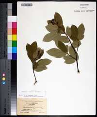 Amelanchier canadensis image