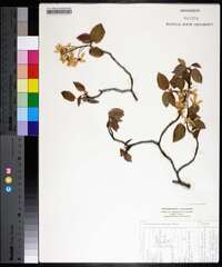 Amelanchier humilis image