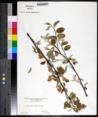 Amelanchier humilis image