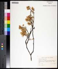 Amelanchier laevis image