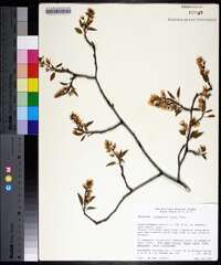 Amelanchier laevis image