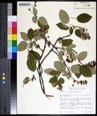 Amelanchier laevis image