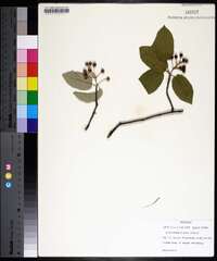 Amelanchier laevis image