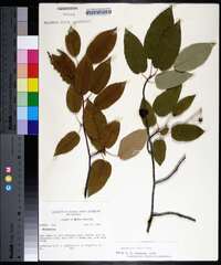 Amelanchier laevis image