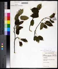 Amelanchier laevis image