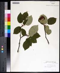 Amelanchier laevis image