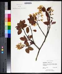 Amelanchier laevis image