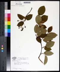 Amelanchier laevis image