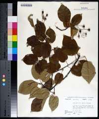 Amelanchier laevis image