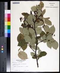 Amelanchier laevis image