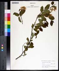 Amelanchier laevis image