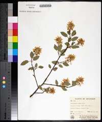 Amelanchier laevis image