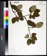 Amelanchier laevis image