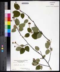 Amelanchier laevis image