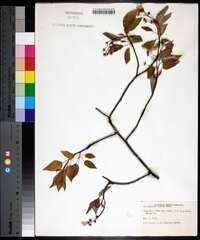 Amelanchier laevis image