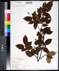 Amelanchier laevis image