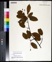 Amelanchier laevis image