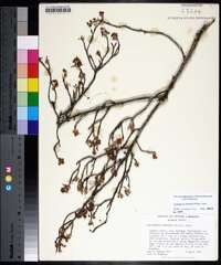 Amelanchier obovalis image