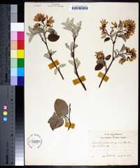 Amelanchier sanguinea image