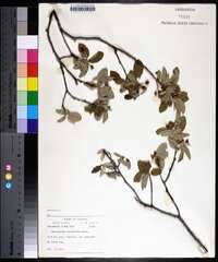 Amelanchier stolonifera image