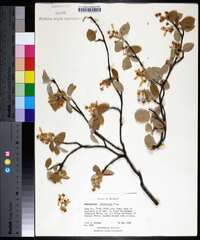 Amelanchier stolonifera image