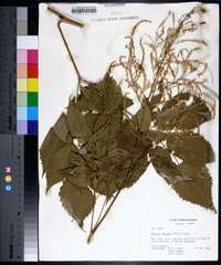 Aruncus dioicus image