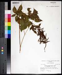 Aruncus dioicus var. pubescens image