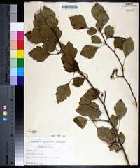 Crataegus viridis image