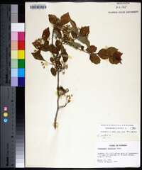 Crataegus viridis image