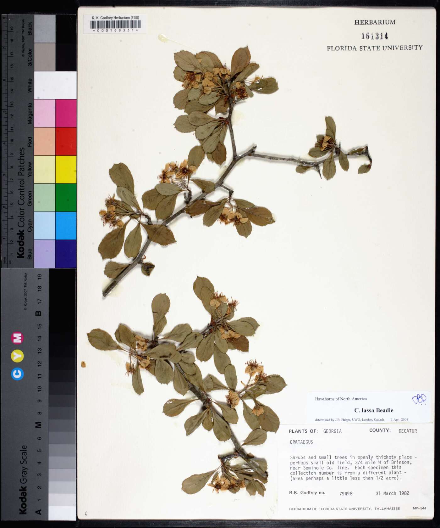 Crataegus lassa image