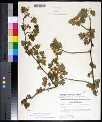 Crataegus marshallii image