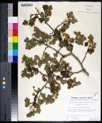 Crataegus marshallii image